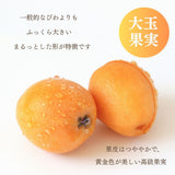 びわ 【生稲農園】 房州びわ 1kg 12～15個 サイズ色々 枇杷 皇室献上の実績 父の日 千葉県南房総市《5/中旬～5/下旬より出荷》
