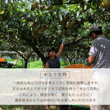 梨 【 フルーツランド外塚農園 】 甘太 3kg  5～6個 贈答用 茨城県かすみがうら市《9/下旬～10/上旬の出荷》