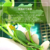 メロン 【メロン農家の根崎】 イバラキング 1玉 1.6kg 贈答用  2024年 イバラキング品評会1位 茨城県鉾田市 《6/上旬～6/中旬より出荷》