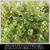 りんご 【有我果樹園】 リンゴ 家庭用 5kg バラ積め 保証+1㎏入 福島県 須賀川市《2/上旬～2/中旬より出荷》