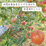 りんご 【有我果樹園】 リンゴ 家庭用 5kg バラ積め 保証+1㎏入 福島県 須賀川市《2/上旬～2/中旬より出荷》