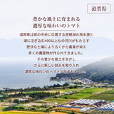 トマト 業務用 中玉トマト ミディトマト 16㎏ 滋賀県  11/中旬～7/中旬の販売