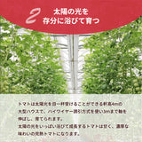 トマト 業務用 中玉トマト ミディトマト 16㎏ 滋賀県  11/中旬～7/中旬の販売