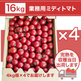 トマト 業務用 中玉トマト ミディトマト 16㎏ 滋賀県  11/中旬～7/中旬の販売