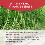 トマト 業務用 中玉トマト ミディトマト 1㎏ 滋賀県  11/中旬～7/中旬の販売