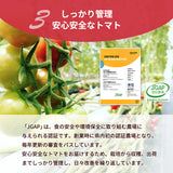トマト 業務用 中玉トマト ミディトマト 2㎏ 滋賀県  11/中旬～7/中旬の販売