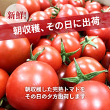 トマト 業務用 中玉トマト ミディトマト 8㎏ 滋賀県  11/中旬～7/中旬の販売