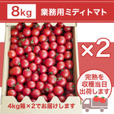 トマト 業務用 中玉トマト ミディトマト 8㎏ 滋賀県  11/中旬～7/中旬の販売