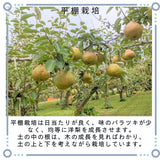 洋梨 【スミヤ果樹園】 洋なし ラ・フランス 約3kg 特秀 ２L～４L 8～10玉 贈答用 山形県上山市 ラフランス　《11/上旬～11/中旬より出荷》
