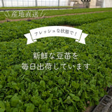 豆苗 【ふるや農園】 クール便 根なし 70g×50袋 3.5kg 業務用 福島県 当日収穫 新鮮
