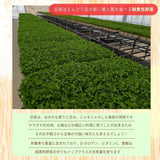 豆苗 【ふるや農園】 クール便 根なし 70g×50袋 3.5kg 業務用 福島県 当日収穫 新鮮