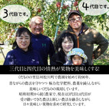 ぶどう 【まるもと農園】 ナガノパープル 1.3kg 2~3房 長野県松川町 《8/下旬～9/上旬の出荷》