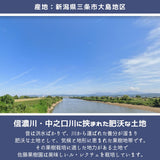 洋梨 【佐藤果樹園】 洋なし ル・レクチェ 4kg 大玉 8～10玉 贈答用 新潟県 ルレクチェ  御歳暮 お歳暮 《11/下旬～12/上旬より出荷》