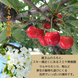さくらんぼ 【スミヤ果樹園】 紅王 特秀 3L 15粒 プレミアム 山形県《6/中旬～6/下旬の出荷》
