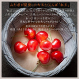 さくらんぼ 【スミヤ果樹園】 紅王 特秀 3L 15粒 プレミアム 山形県《6/中旬～6/下旬の出荷》