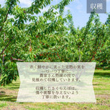 さくらんぼ 【ひかりグループ】 食べ比べ 紅王 紅秀峰 3L 12粒ずつ  山形県《6/中旬～6/下旬の出荷》