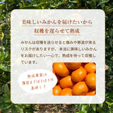 みかん 【柑土里ファーム】 三ヶ日みかん 青島 4㎏ サイズ不揃い 家庭用 糖度12度前後 静岡県 三ヶ日 《1/下旬～2/上旬より出荷開始》