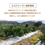 みかん 【柑土里ファーム】 三ヶ日みかん 青島 8㎏ サイズ不揃い 家庭用 糖度12度前後 静岡県 三ヶ日 《1/下旬～2/上旬より出荷開始》
