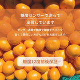 みかん 【柑土里ファーム】 三ヶ日みかん 青島 8㎏ サイズ不揃い 家庭用 糖度12度前後 静岡県 三ヶ日 《1/下旬～2/上旬より出荷開始》