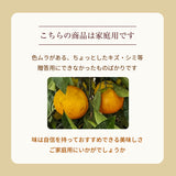 みかん 【柑土里ファーム】 三ヶ日みかん 青島 8㎏ サイズ不揃い 家庭用 糖度12度前後 静岡県 三ヶ日 《1/下旬～2/上旬より出荷開始》