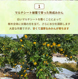 みかん 【柑土里ファーム】 三ヶ日みかん 2㎏ S~L混載(SM多め)  糖度12度前後 静岡県 三ヶ日 《11/下旬～12/上旬より出荷開始》
