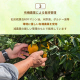 みかん 【柑土里ファーム】 三ヶ日みかん 2㎏ S~L混載(SM多め)  糖度12度前後 静岡県 三ヶ日 《11/下旬～12/上旬より出荷開始》