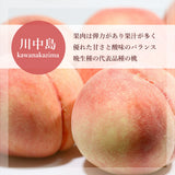 桃 【伊達農園】 品種お任せ 暁星 あかつき 川中島 2kg 5～8個 もも 福島県 伊達市 《7/中旬～7/下旬より出荷》