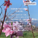 桃 【伊達農園】 品種お任せ 暁星 あかつき 川中島 3kg 8～12個 もも 福島県 伊達市 《7/中旬～7/下旬より出荷》