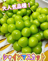 ぶどう 【土屋農園】 葡萄 シャインマスカット 5～7房 3.8㎏ 贈答用 山形県 高畠 《9/中旬～9/下旬より出荷》 フルーツ 果物