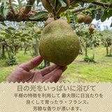 洋梨 【スミヤ果樹園】 洋なし ラ・フランス 約1.8kg ジャンボサイズ6L～８L 特秀 3玉 大玉 贈答用 山形県上山市 ラフランス 《11/上旬～11/中旬より出荷》
