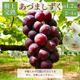 ぶどう 【酒井ぶどう園】 葡萄 あづましずく 約1.2kg 2～4房 福島県伊達市《8/下旬～9/上旬より出荷》