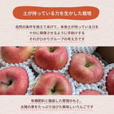 りんご 【ひかりグループ】 高徳 こうとく 2kg 6～12個 山形県 《11/中旬～11/下旬より出荷》