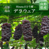 ぶどう 【Hinataぶどう園】 デラウェア 1㎏ L~2L 6~7房 山形県高畠町 《7/下旬～8/中旬の出荷》