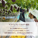 ぶどう 【Hinataぶどう園】 デラウェア 1㎏ L~2L 6~7房 山形県高畠町 《7/下旬～8/中旬の出荷》