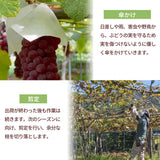 ぶどう 【Hinataぶどう園】 デラウェア 1㎏ L~2L 6~7房 山形県高畠町 《7/下旬～8/中旬の出荷》