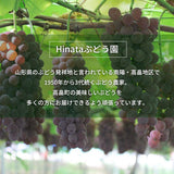 ぶどう 【Hinataぶどう園】 デラウェア 1㎏ L~2L 6~7房 山形県高畠町 《7/下旬～8/中旬の出荷》