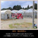 いちご 【ふるや農園】 食べ比べ 苺 ゆうやけベリー やよいひめ 600g 12～15粒×2パック 福島県