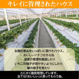 いちご 【ふるや農園】 食べ比べ 苺 ゆうやけベリー やよいひめ 600g 12～15粒×2パック 福島県
