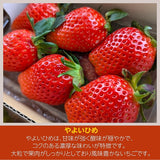 いちご 【ふるや農園】 食べ比べ 苺 ゆうやけベリー やよいひめ 600g 12～15粒×2パック 福島県