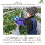 いちご 【ふるや農園】 食べ比べ 苺 ゆうやけベリー やよいひめ 600g 12～15粒×2パック 福島県