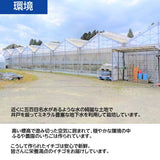いちご 【ふるや農園】 食べ比べ 苺 ゆうやけベリー やよいひめ 600g 12～15粒×2パック 福島県