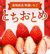いちご 【有慶農園】 とちおとめ デラックス 3L～4L 大玉24～30粒（12～15個×2パック） 福島県須賀川 苺 イチゴ 《1/中旬～1/下旬より出荷》