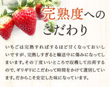 いちご 【有慶農園】 とちおとめ デラックス 3L～4L 大玉24～30粒（12～15個×2パック） 福島県須賀川 苺 イチゴ 《1/中旬～1/下旬より出荷》