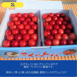 さくらんぼ 【佐藤幸男農園】 佐藤錦 2L 1kg 置き並べ 贈答用 プレゼント 福島県 《6/中旬～6/下旬の出荷》
