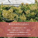 ライチ 【ミキファーム】 国産 生ライチ 450g 特選 大粒 12個 贈答用 御中元 宮崎県高鍋町 《7/上旬～7/下旬の出荷》