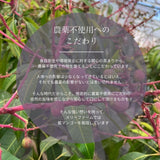 冷凍マンゴー 【メリーファーム】 マンゴーピューレ 冷凍 2kg(500g×4) 農薬不使用 化学肥料不使用 栃木県栃木市