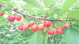 さくらんぼ 【まるもと農園】 紅秀峰 440g (220g×2P) 長野県松川町