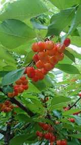 さくらんぼ 【まるもと農園】 紅秀峰 440g (220g×2P) 長野県松川町