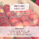 桃 【マルサフルーツ】 もも 大玉 約1.5kg 4～5個 お中元 御中元 山梨県笛吹市 《6/下旬～7/上旬より出荷》