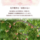 桃 【マルサフルーツ】 もも 山梨一宮産 プレミアム 夢白桃 糖度13.5度以上 特大 2kg 5～6個 お中元 御中元 山梨県笛吹市 《7/上旬～7/中旬より出荷》